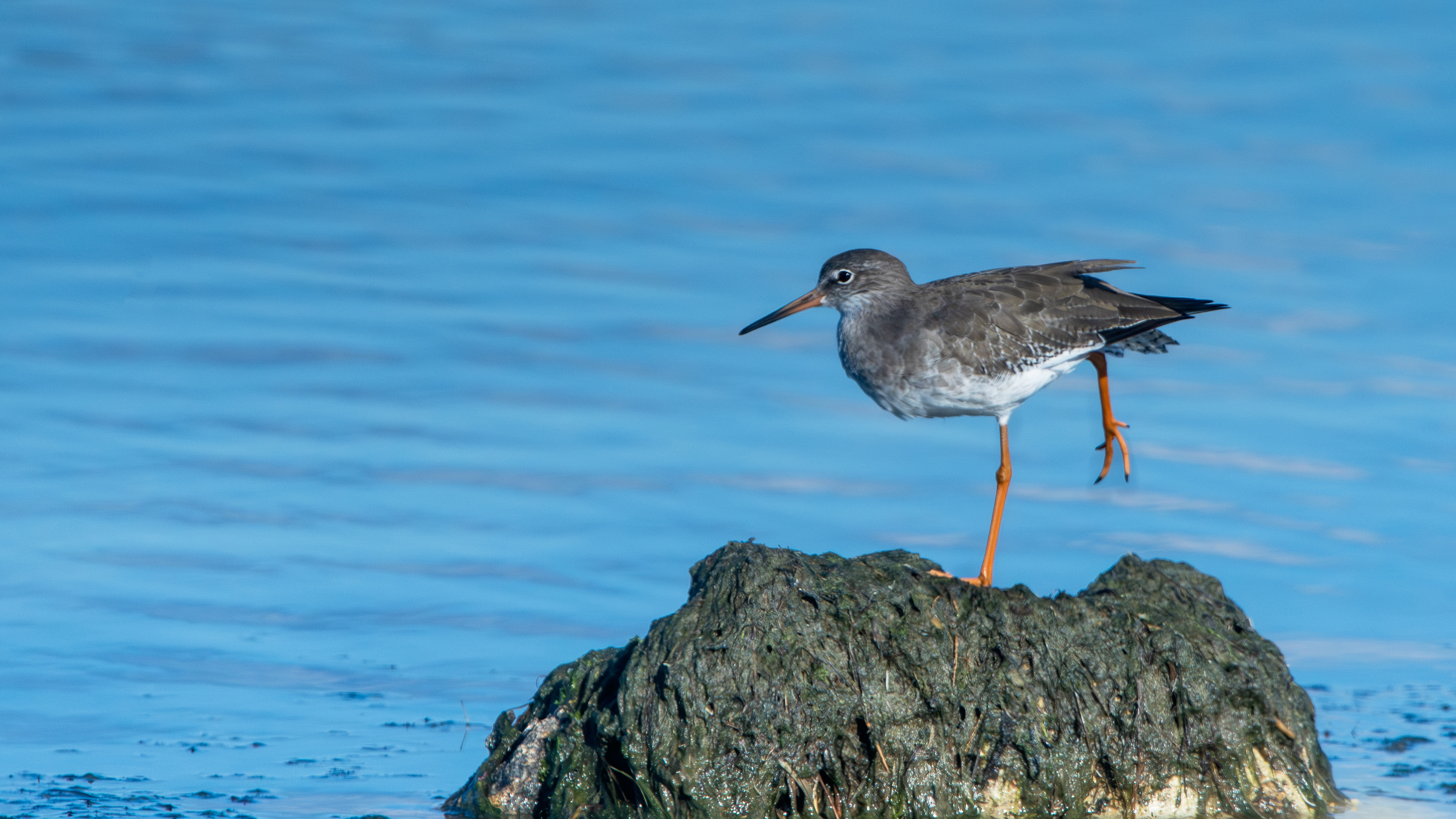 Common Redshank